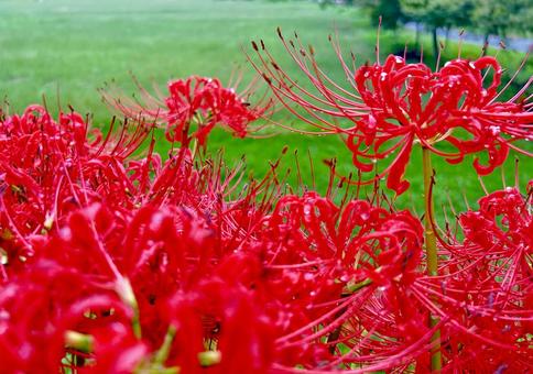 Red Spider Lily, JPG