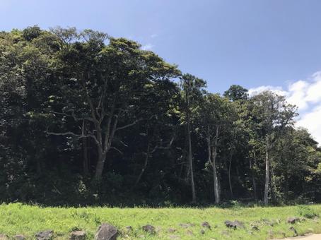 自然公園 自然公園の写真