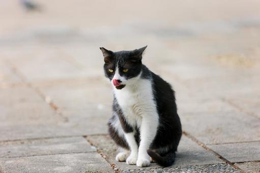 野良猫 野良猫の写真