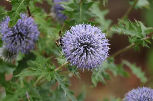 蜂と紫色のルリタマアザミの花のアップの写真