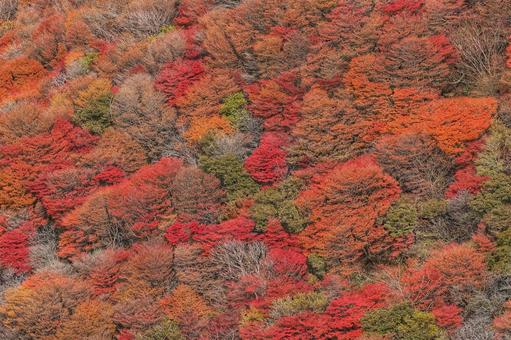 くじゅうの紅葉 くじゅう,紅葉,ハイキングの写真素材