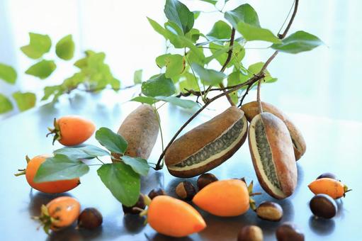 山の贈り物 食べ物,アケビ,山栗の写真素材