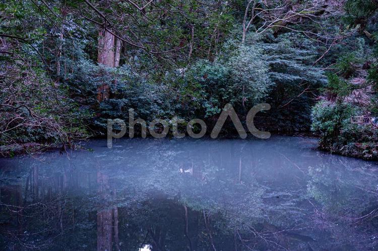 森が映りこんだ池の水面 池,リフレクション,反射の写真素材