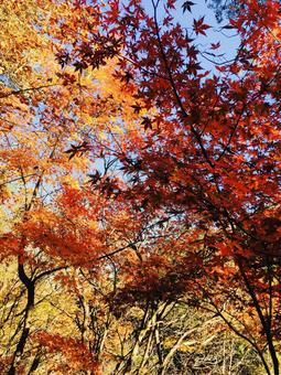 紅葉 紅葉の写真