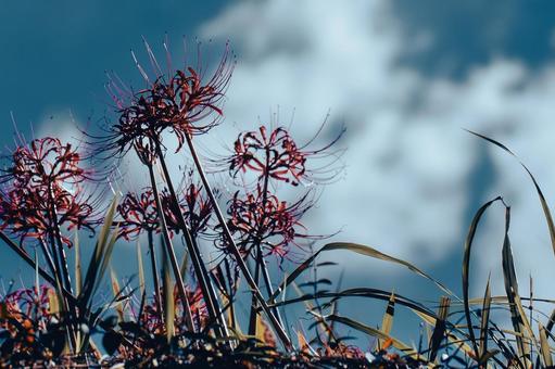 Film-like blue sky and red spider lilies, JPG Film-like blue sky and red spider lilies, JPG