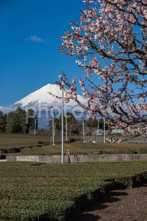 富士山と茶畑 富士山,茶畑,綺麗の写真素材