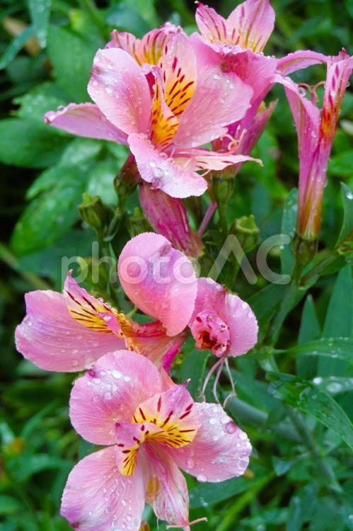６月上旬の庭の雨上がりのアルストロメリア アルストロメリア,花,ピンクの写真素材