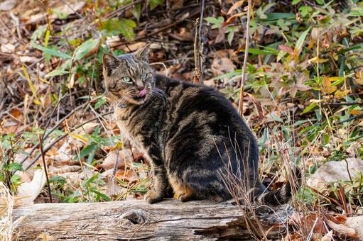 猫(320) 猫,食肉目,ネコ科の写真素材