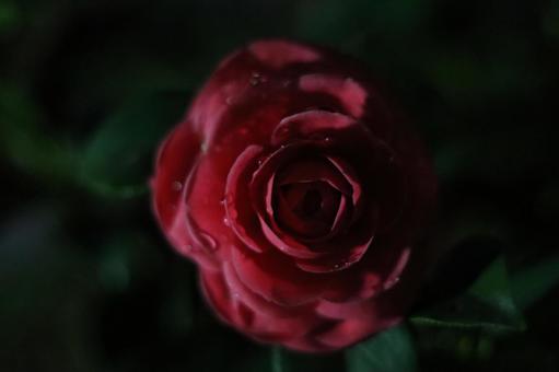 花 花の写真