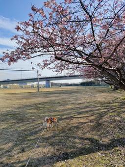 公園の河津桜と柴犬! 公園の河津桜と柴犬! 河津桜,公園,広場の写真素材