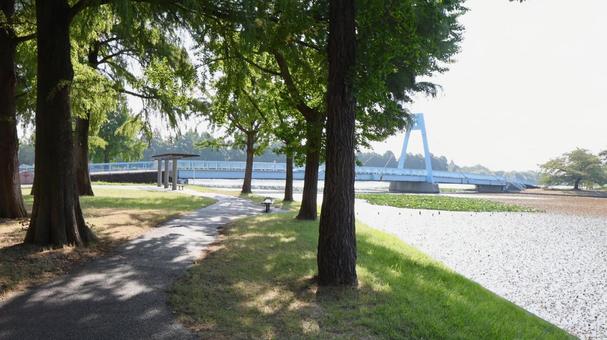 水元公園 水元公園 公園,木,樹木の写真素材