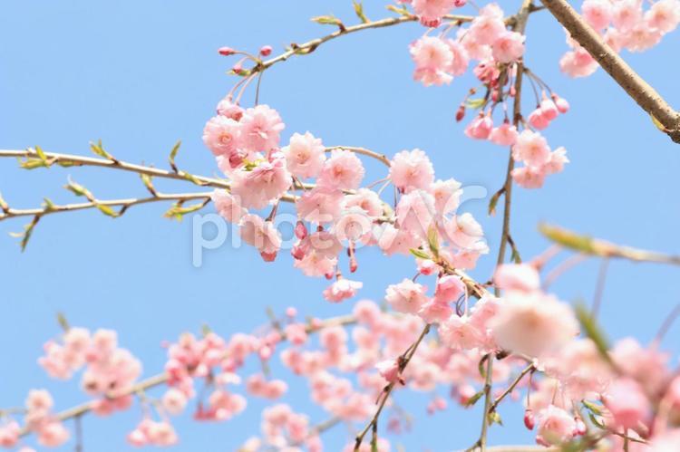 桜 しだれ桜,花,チェリーの写真素材