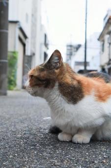 野良猫の横顔 野良猫の横顔 猫,野良猫,三毛の写真素材
