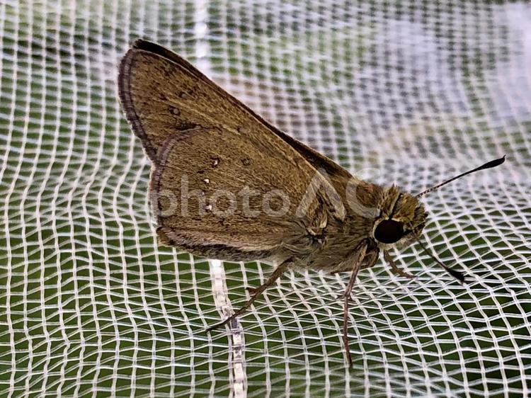 かわいい蝶　セセリチョウ 蝶,セセリチョウ,可愛いの写真素材