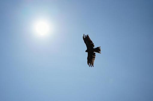 太陽と鳥 太陽と鳥の写真