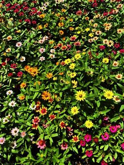 百日草 百日草の写真