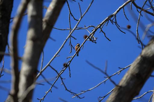 ヤマガラ ヤマガラ ヤマガラ,野鳥,鳥の写真素材