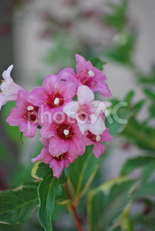 ピンクと白のゆり 花,アップ,ピンクの写真素材
