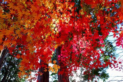仙台市青葉区西公園南側付近の紅葉 紅葉,秋,もみじの写真素材