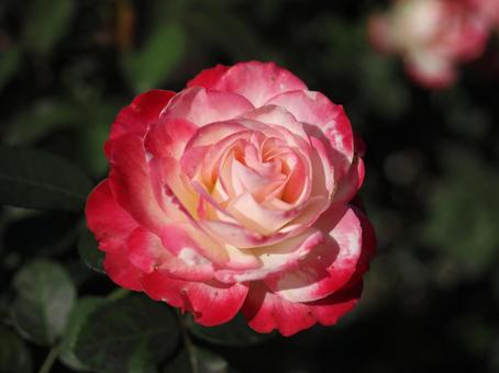 バラ園にて綺麗な薔薇を撮影しました バラ園にて綺麗な薔薇を撮影しましたの写真