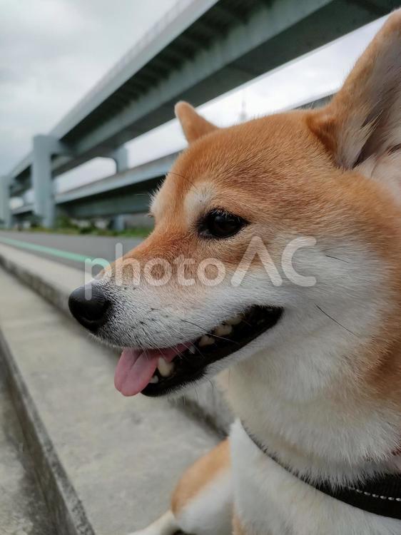 笑顔でお散歩休憩です！ 犬,柴犬,shibainuの写真素材