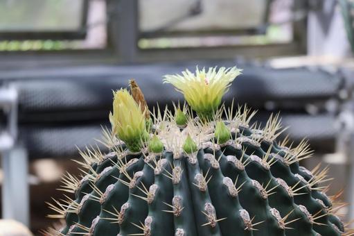 瑠璃丸というサボテンの黄色い花 瑠璃丸というサボテンの黄色い花の写真