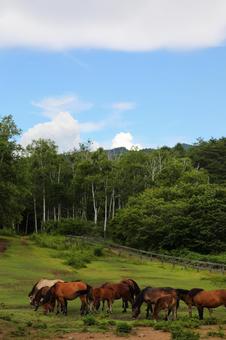 木曾馬2 木曾馬2 風景,自然,人物無しの写真素材
