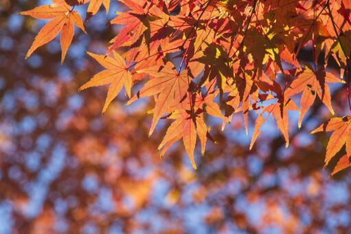 日に当たる紅葉 紅葉,自然,風景の写真素材