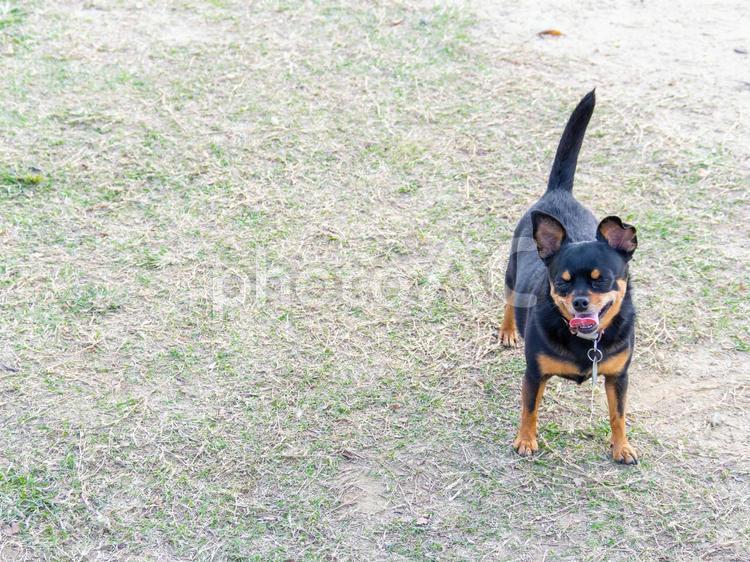 散歩する犬（チワワ・ミニピン） 犬,チワワ,ミニチュアピンシャーの写真素材