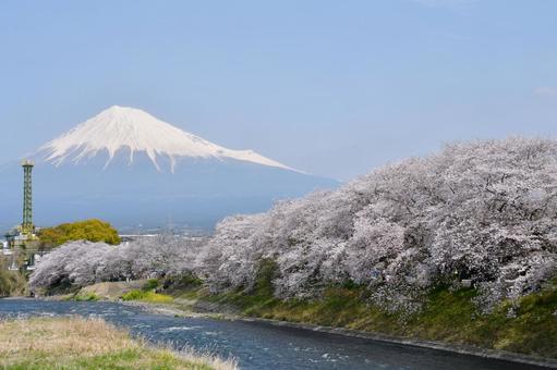 龍巌淵の桜と富士山 龍巌淵の桜と富士山 龍巌淵,桜,富士山の写真素材