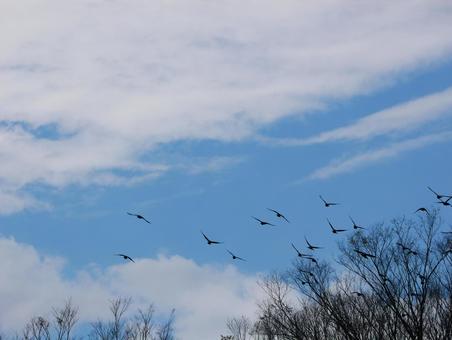 Photo, bird, flock, a flock of birds, 