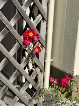 実家のワイルドローズ 冬,植え込み,カクテルの写真素材