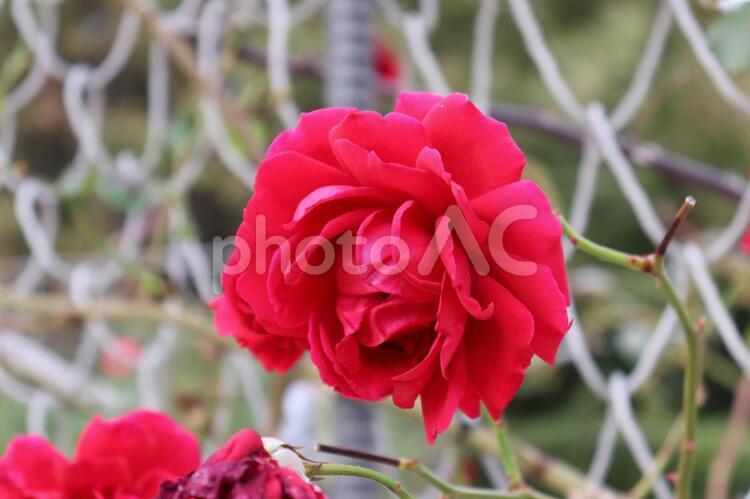 つるバラ系の赤い花、ツル・ダイナマイト 薔薇,綺麗,植物の写真素材