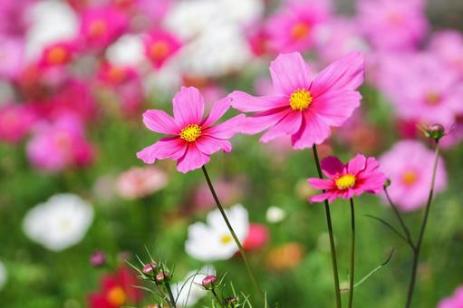 コスモス畑 ピンクの満開の花 コスモス畑 ピンクの満開の花 コスモス,秋,花の写真素材