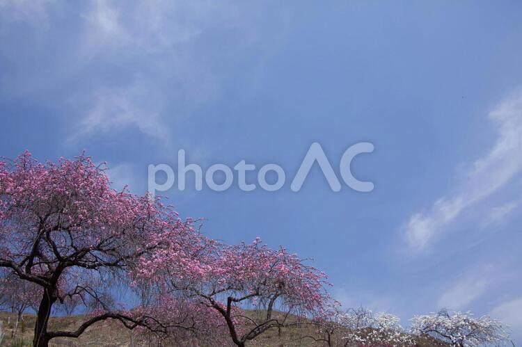 桜風景 春,桜,青空の写真素材