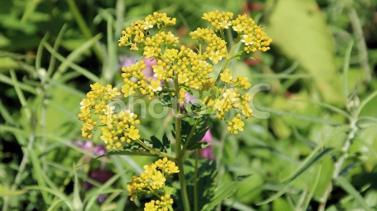 白馬五竜高山植物園　ハクサンオミナエシ ハクサンオミナエシ,白山女郎花,コキンレイカの写真素材