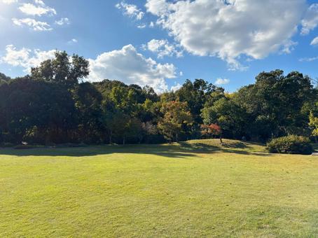青空と芝生の公園4 公園,森,緑の写真素材