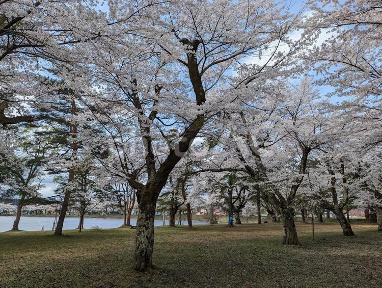 桜の咲く公園 桜,春景色,満開の写真素材