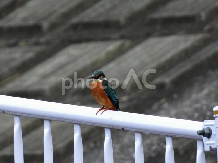 柵の上から魚を狙うカワセミ 鳥,野鳥,カワセミの写真素材