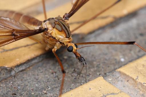 Photo, emperor crane fly, gagambo, mosquito buddy, 
