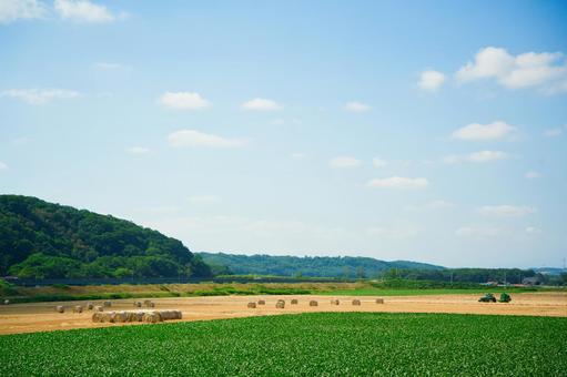 牧草ロール 植物,牧草ロール,自然の写真素材