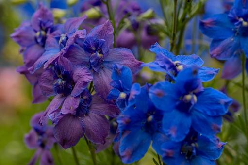 牛島のフジ2025年 藤花園,オオバナヒエンソウ,花の写真素材