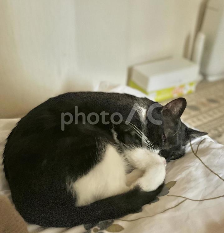 手ぬぐいの枕で寝る白黒猫 猫,白黒,ハチワレの写真素材