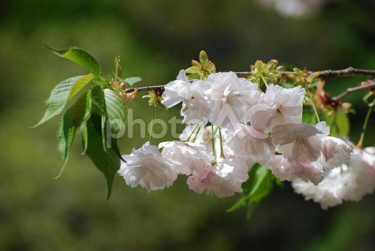 牡丹桜 春,桜,花の写真素材
