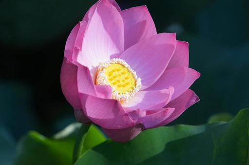 ハス（蓮）の写真