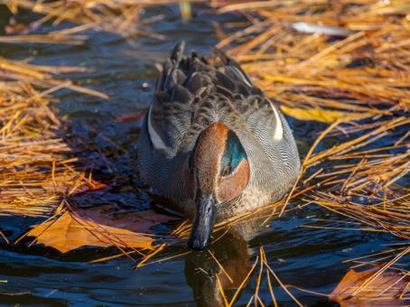 A duck swimming in a pond, JPG