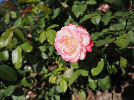 バラ園にてきれいな薔薇を撮りました バラ園にてきれいな薔薇を撮りましたの写真
