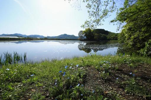 兵庫県姫路市 州濱神社 兵庫県姫路市 州濱神社 州賓神社,神社,樹木の写真素材