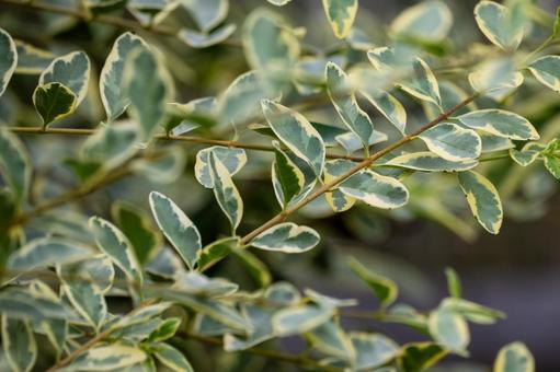 シルバープリペット⑴ 葉,シルバープリペット,セイヨウイボタノキの写真素材