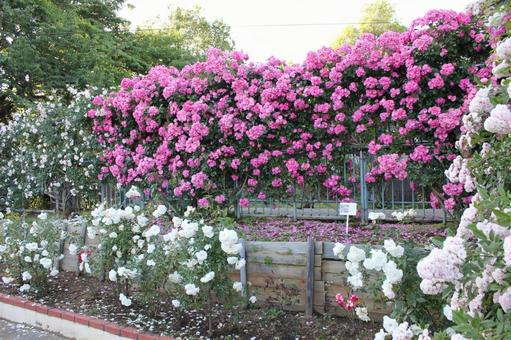ばら320 ばら320 バラ,rose,初夏の写真素材